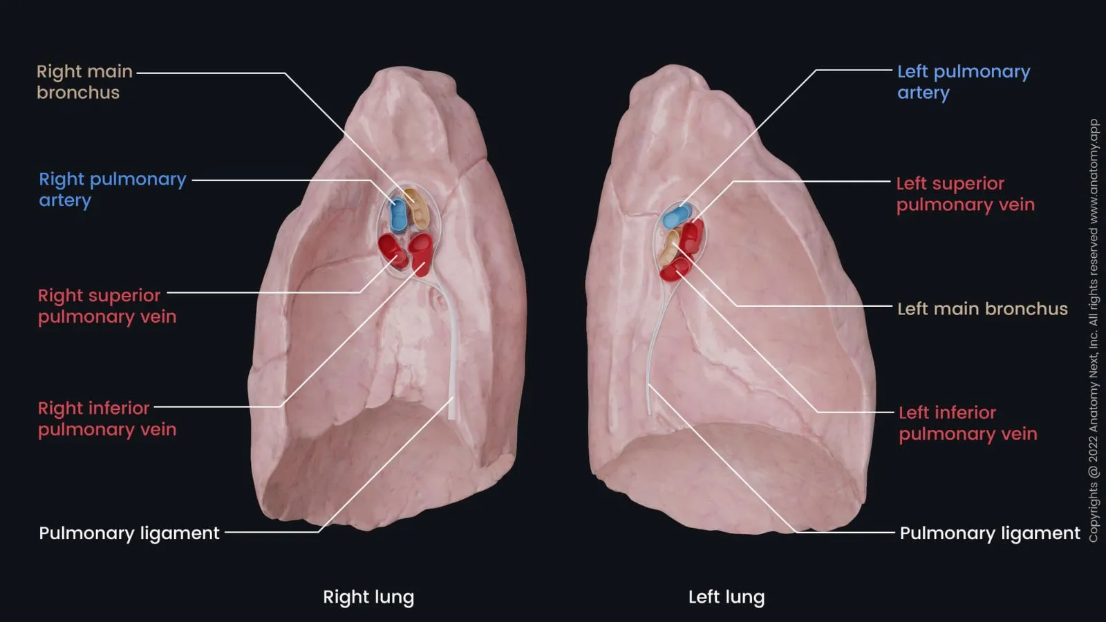 pig-lungs-for-education