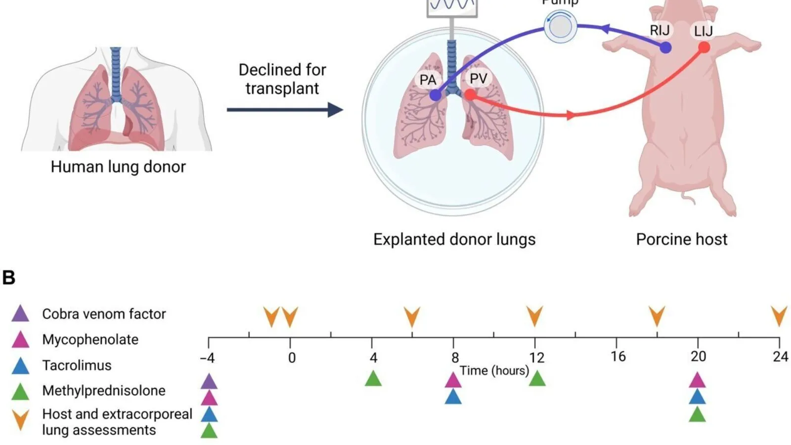 Lung Aid for Pigs – Respiratory Support Guide