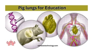 pig-lungs-for-education